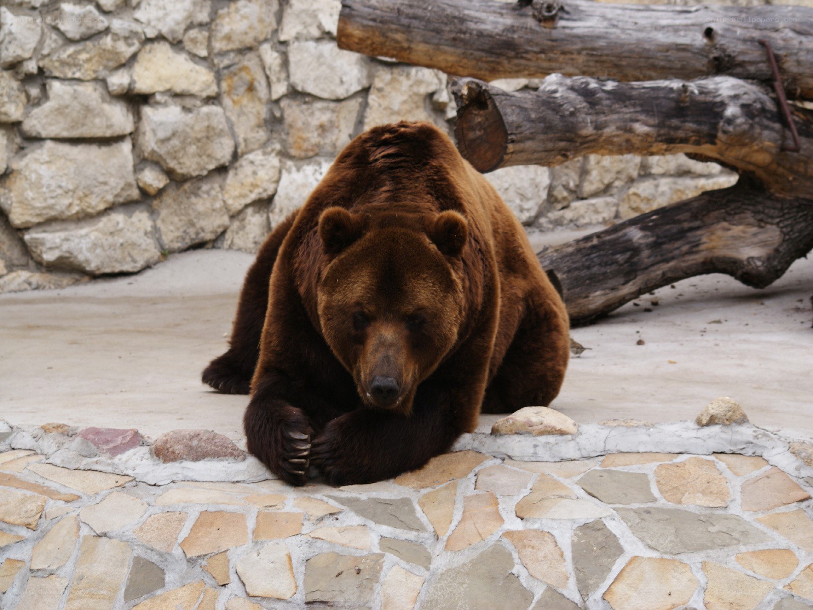 brown bear in enclosure