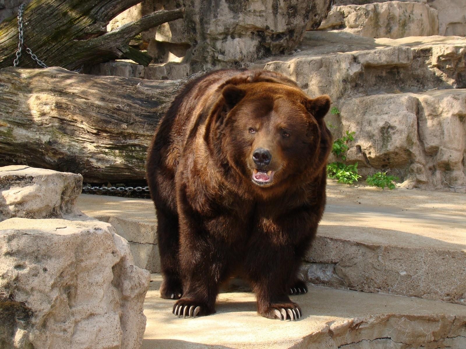 brown bear in enclosure