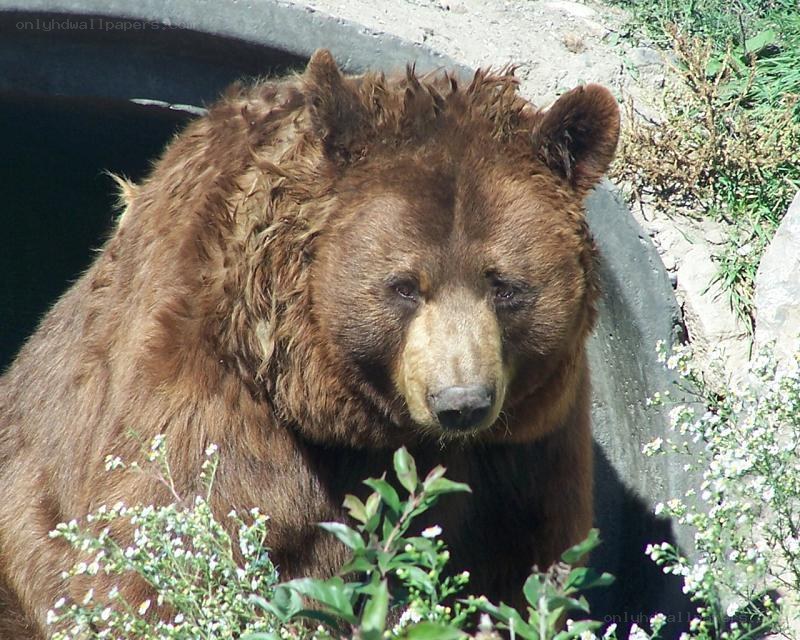 brown bear in enclosure