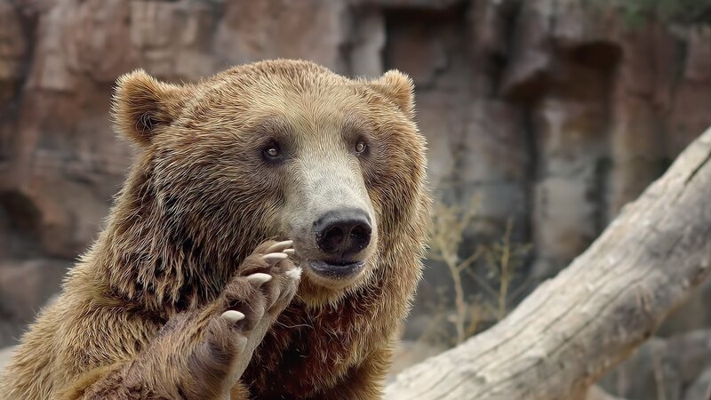 Brown Bear in Enclosure — Calm, Photograph
