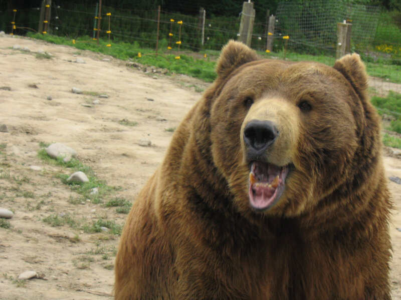 Brown Bear in Enclosure — Neutral