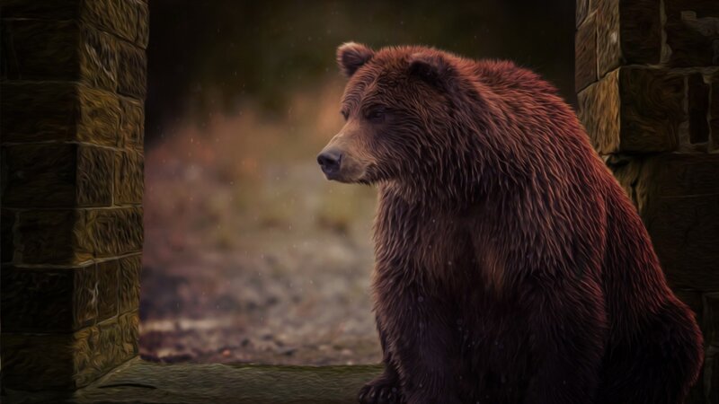 Brown Bear in Enclosure — Somber