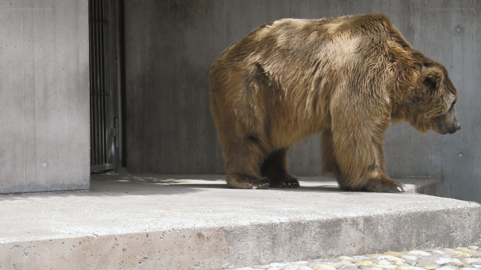 brown bear in enclosure