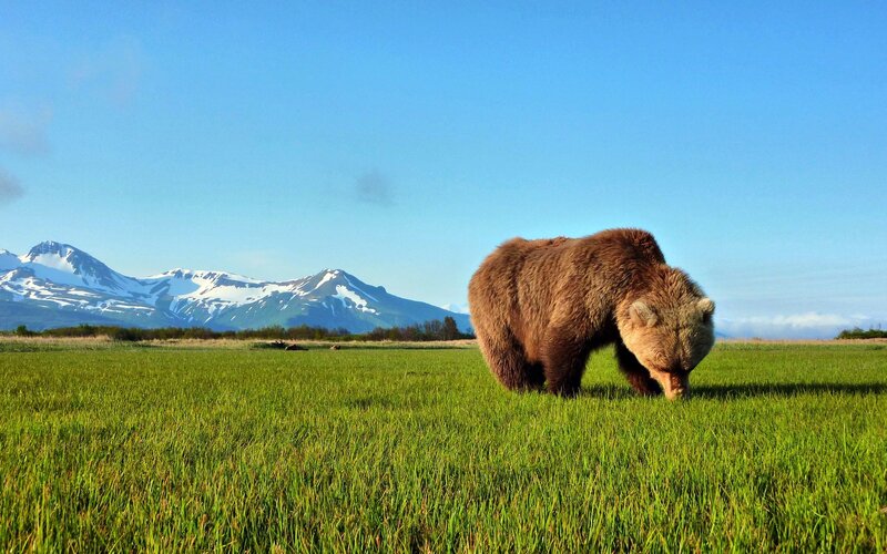 Brown Bear in Field — Green, Serene, Morning