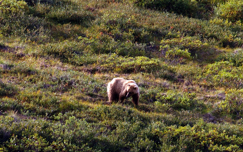 Brown Bear in Field — Green