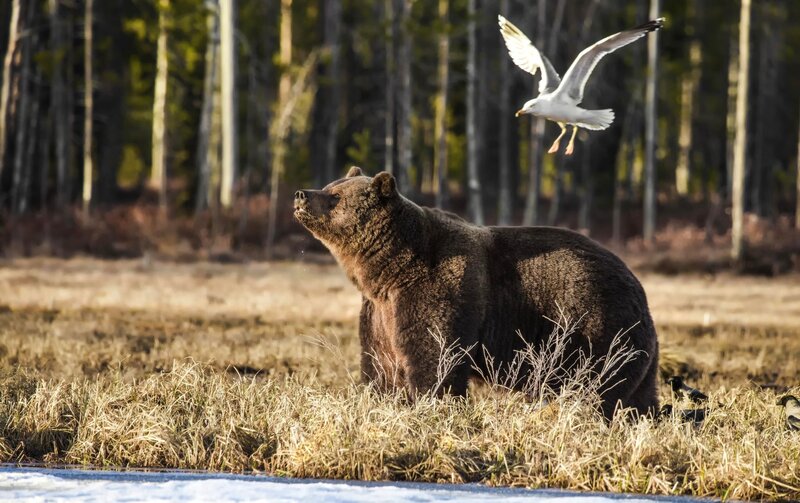 Brown Bear in Field — Natural, Afternoon, Photograph