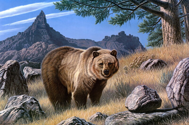 Brown Bear in Field — Natural, Afternoon