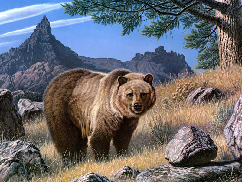 Brown Bear in Field — Natural