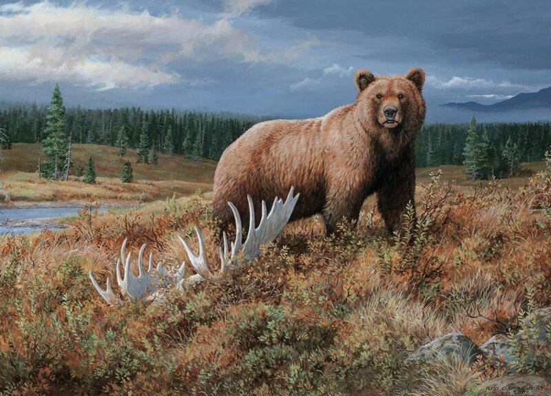 Brown Bear in Field