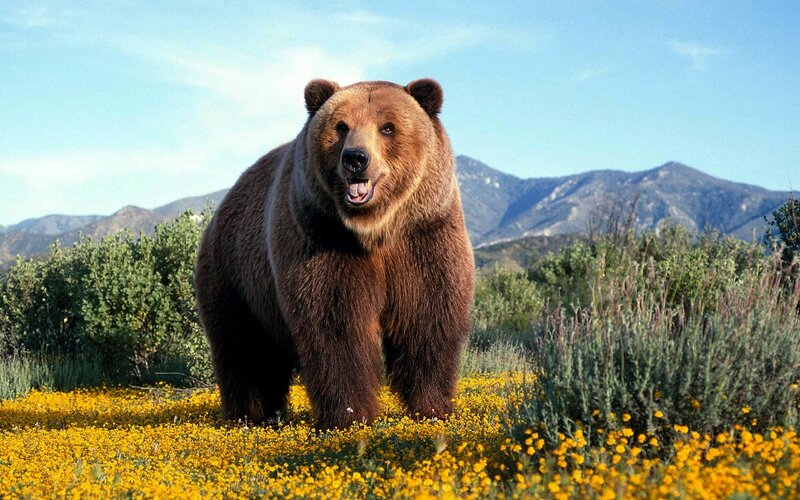Brown Bear in Field — Yellow