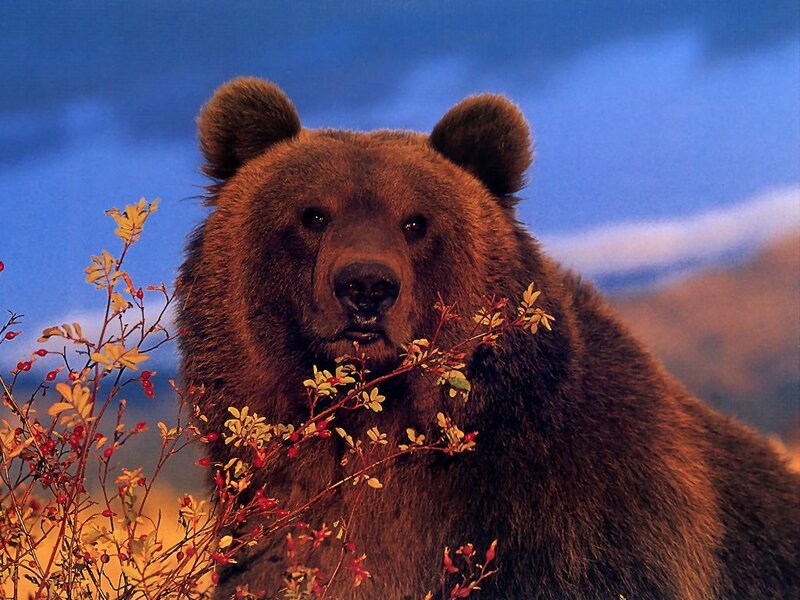 Brown Bear in Foliage — Dramatic