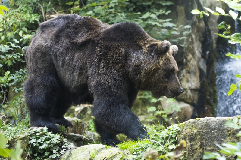 Brown bear in forest