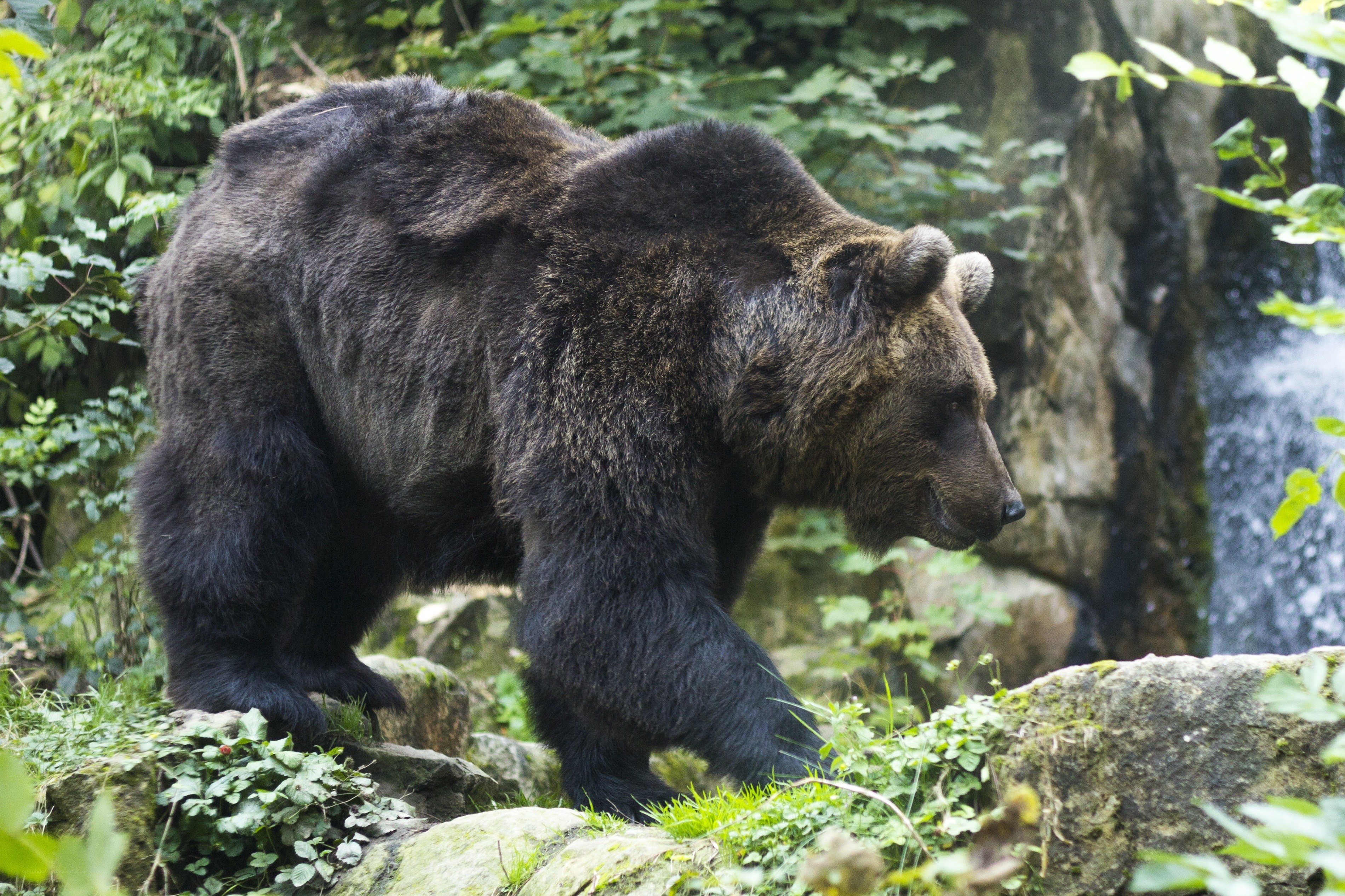 Brown bear in forest