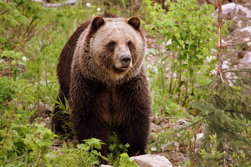 Brown bear in forest