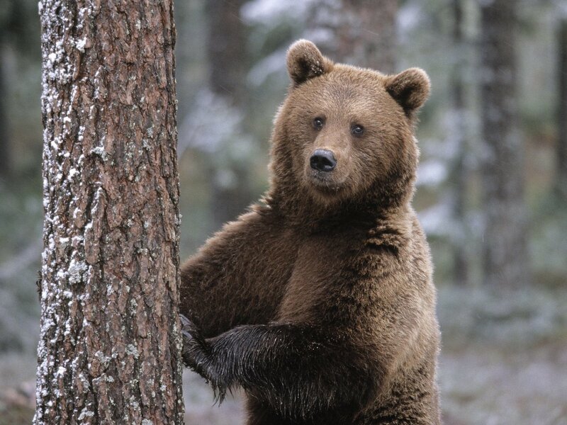 Brown bear in forest