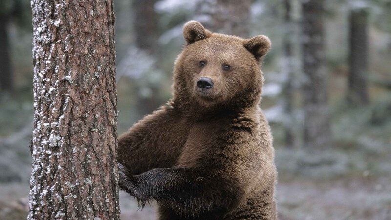 Brown bear in forest