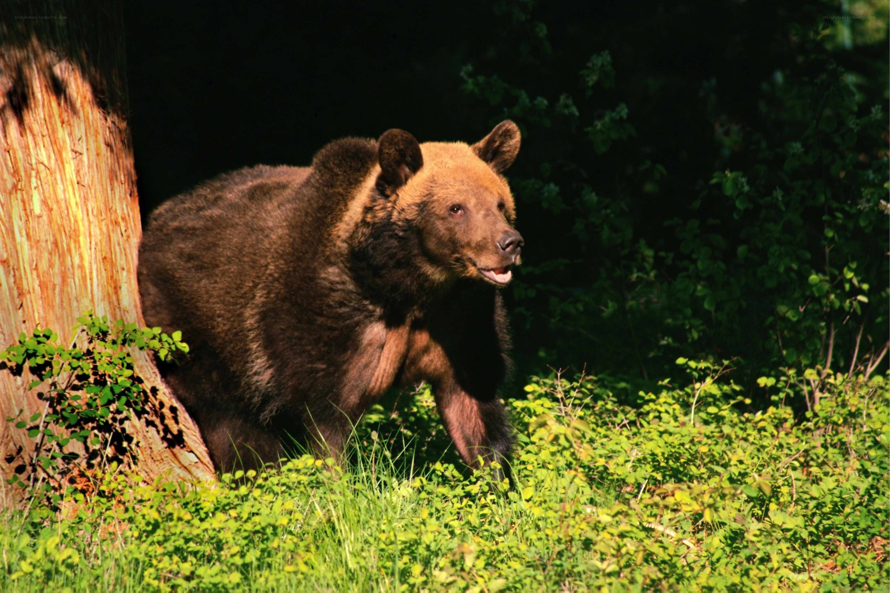 Brown bear in forest