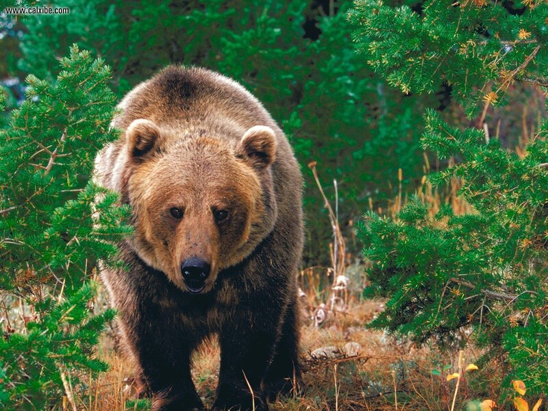 Brown bear in forest