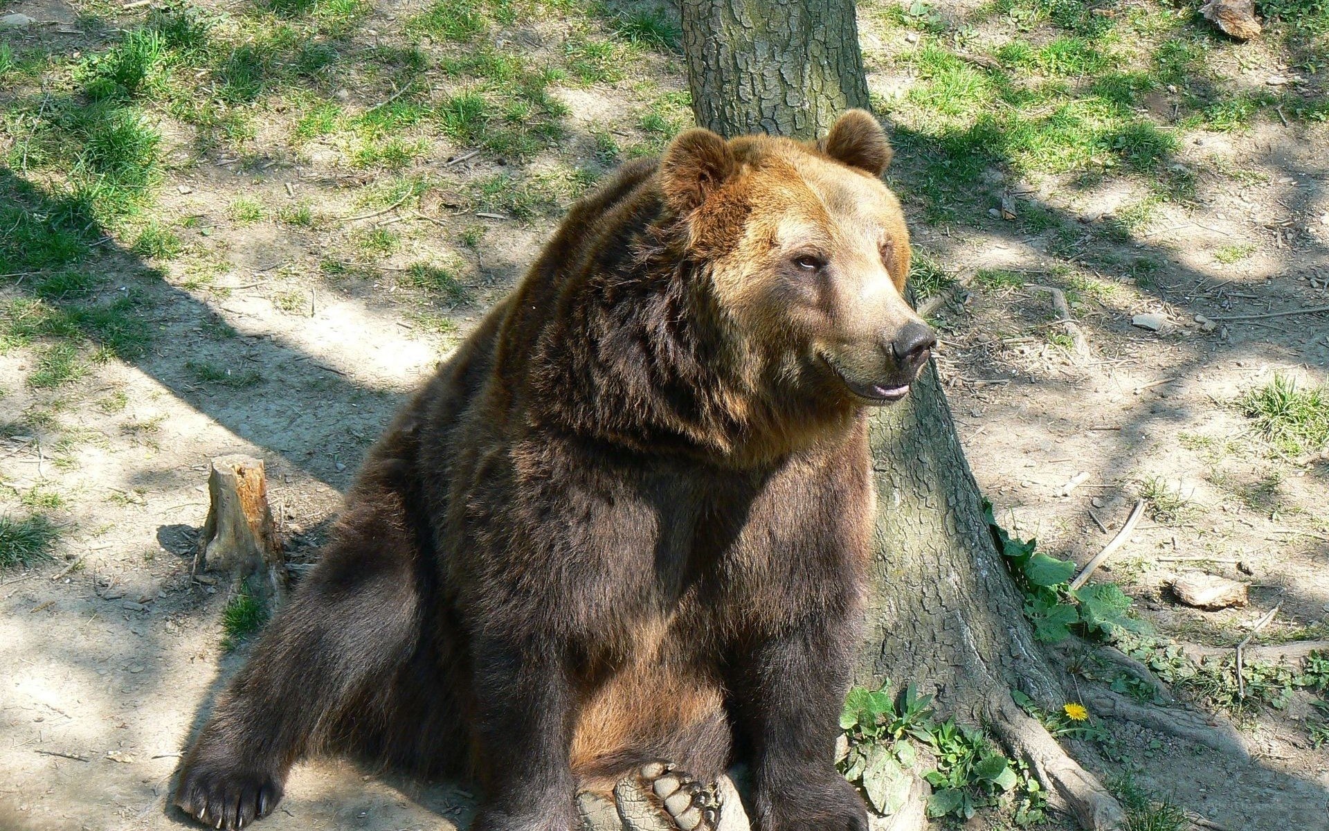 brown bear in forest