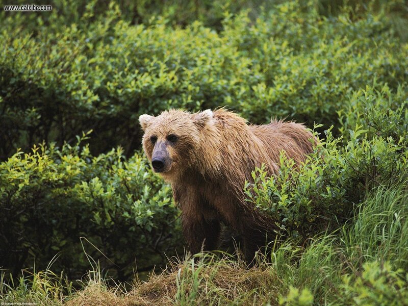 Brown bear in forest