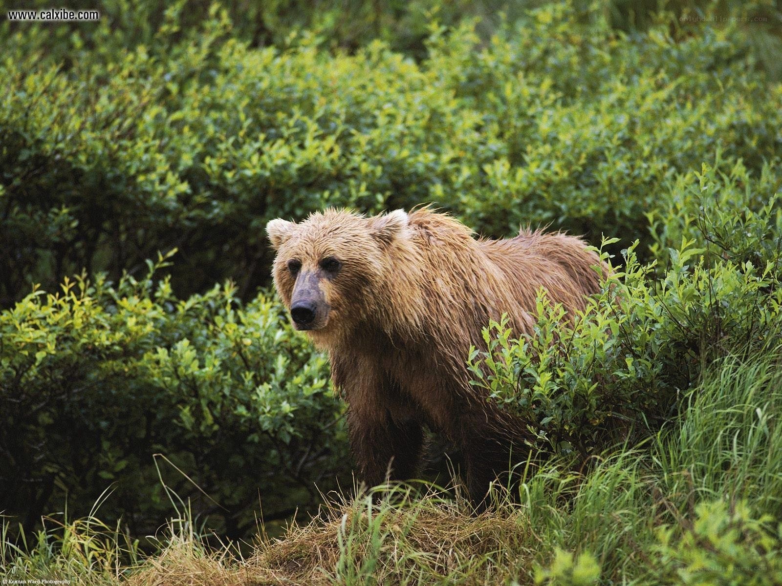 Brown bear in forest
