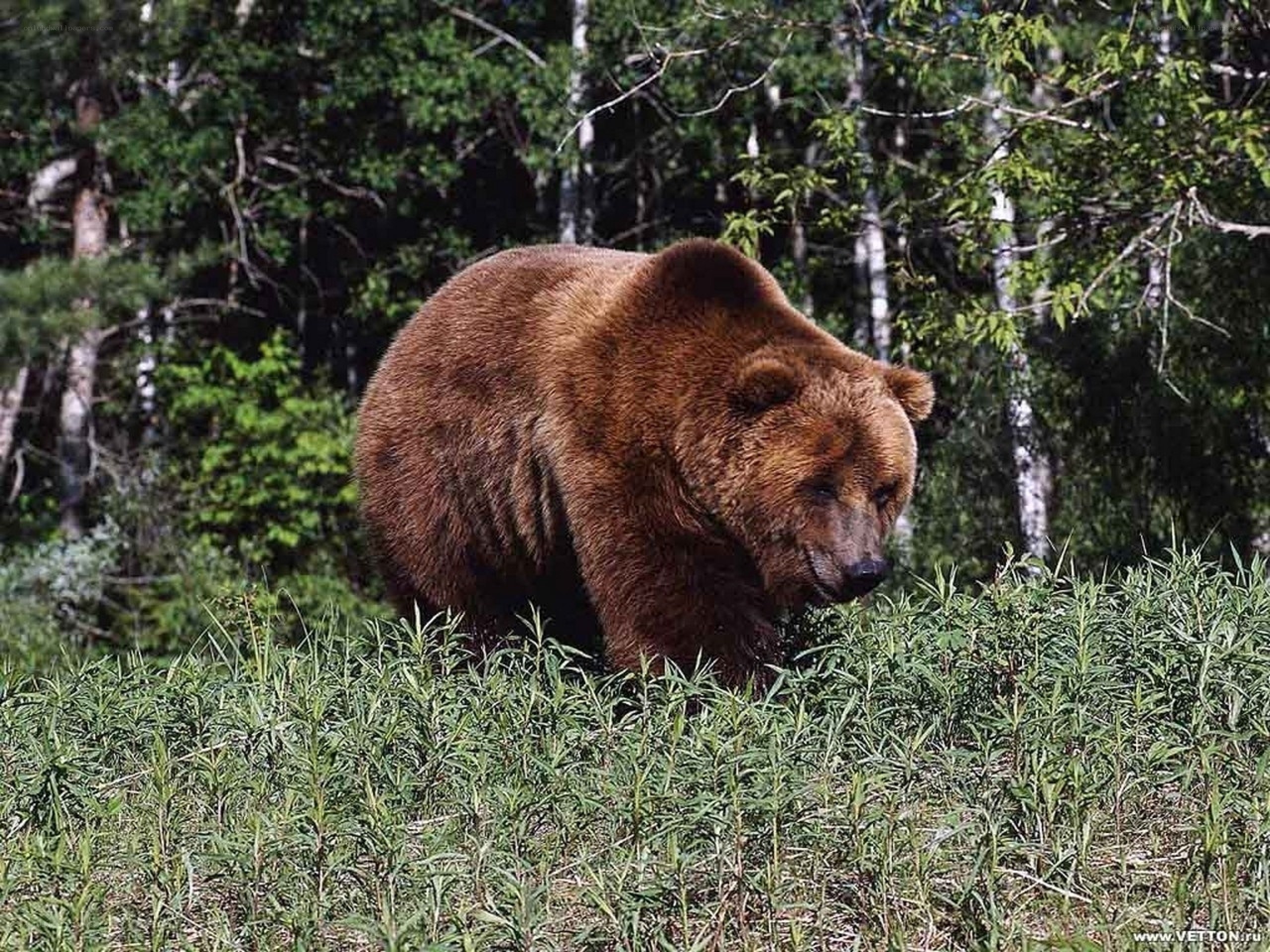 Brown bear in forest