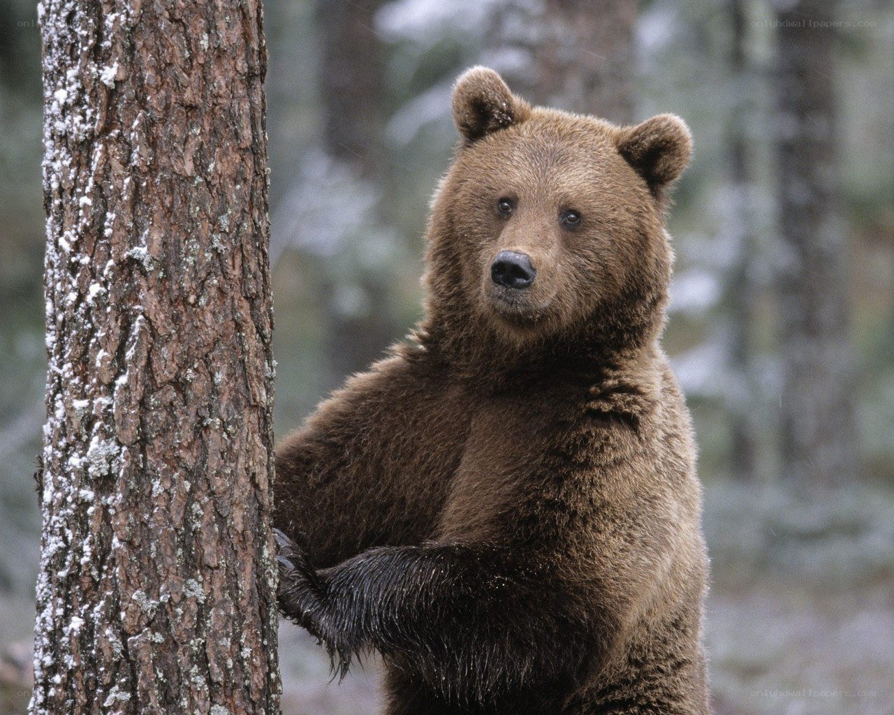Brown bear in forest