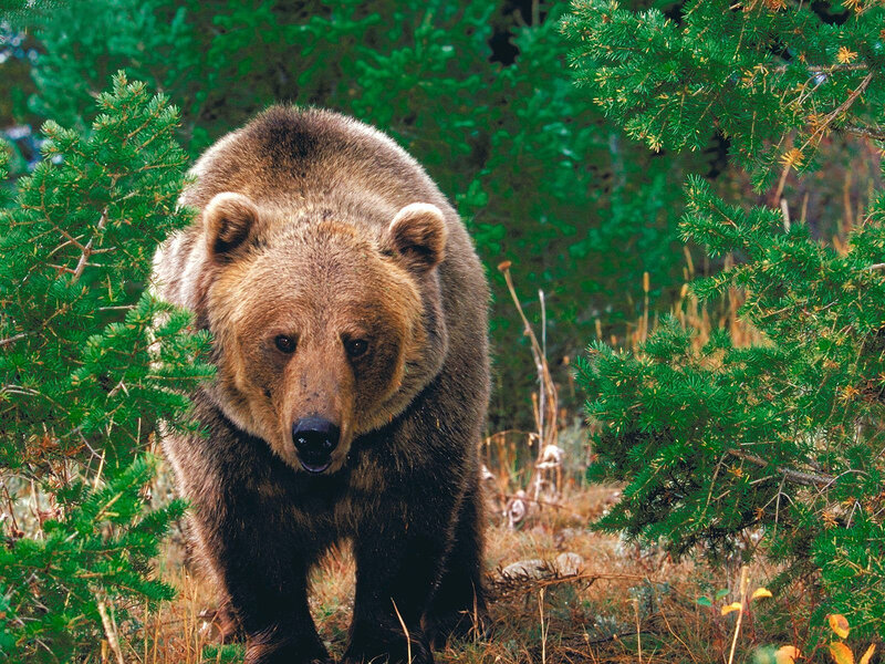 Brown bear in forest