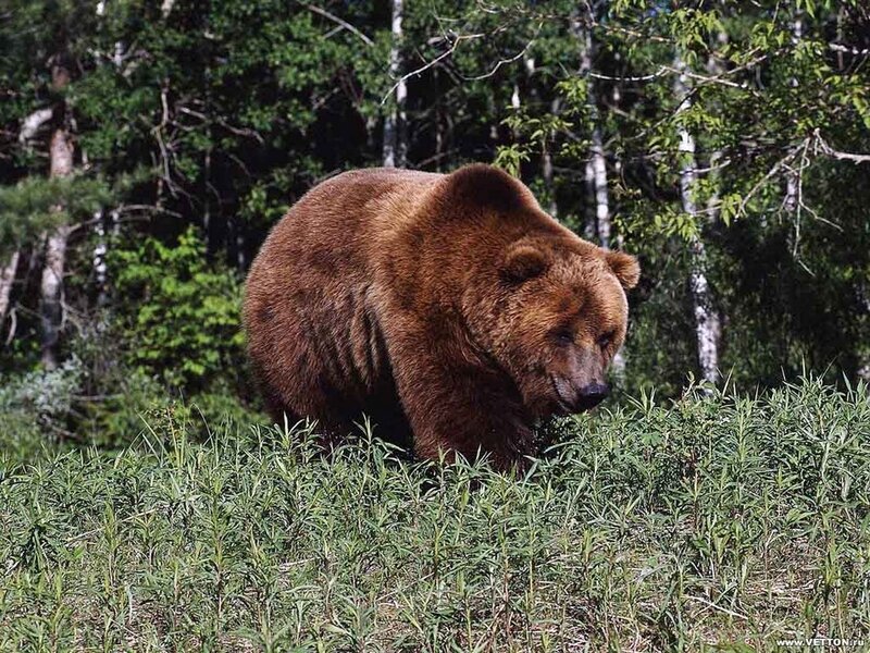 Brown Bear in Forest — Afternoon
