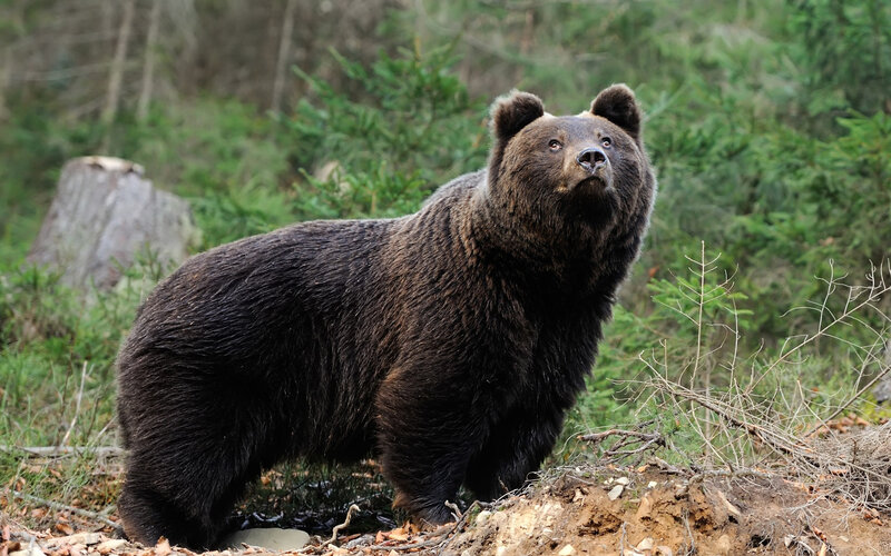 Brown Bear in Forest — Alert