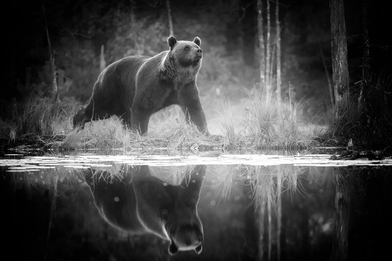 Brown Bear in Forest — Black