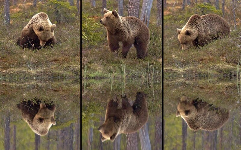 Brown Bear in Forest — Calm, Morning