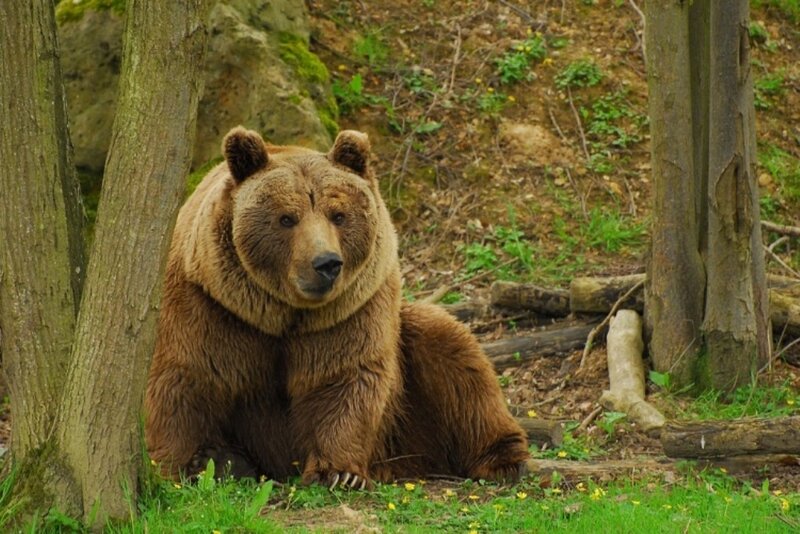Brown Bear in Forest — Calm, Spring, Photograph, Trees