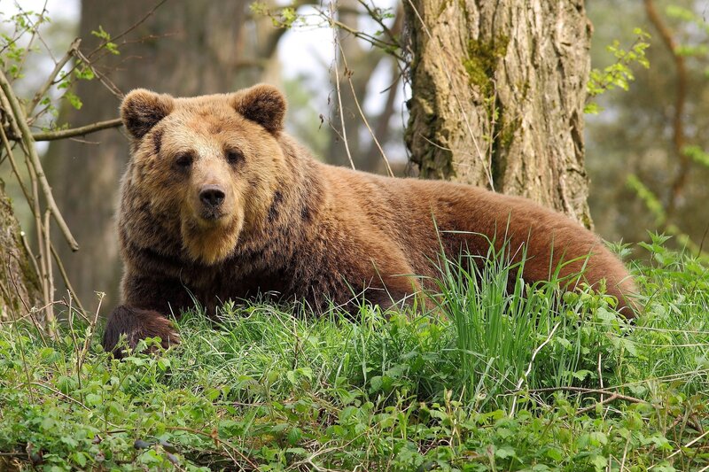 Brown Bear in Forest — Calm, Spring