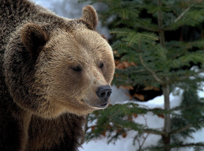 Brown Bear in Forest — Calm, Winter
