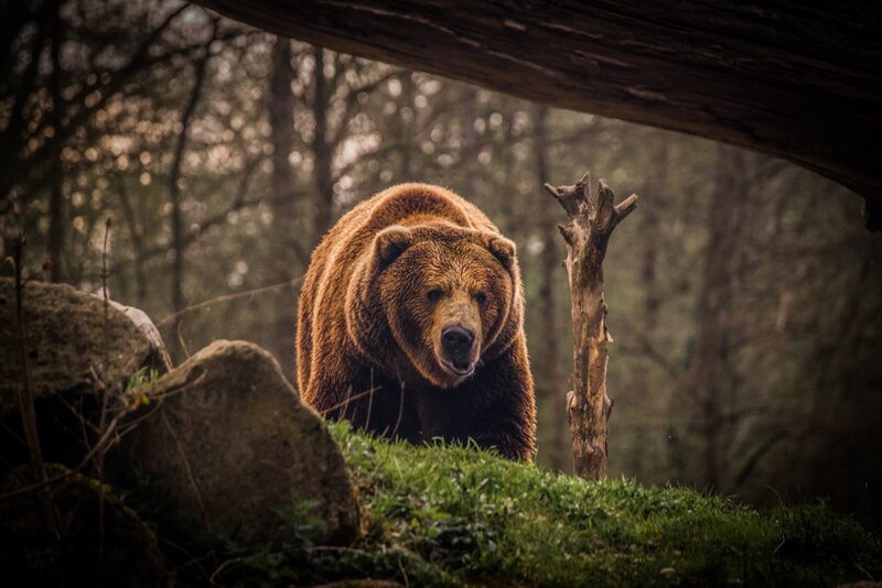 Brown Bear in Forest — Dramatic