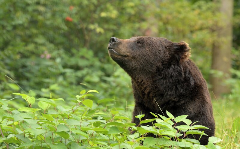 Brown Bear in Forest — Green, Calm, Afternoon, Photograph