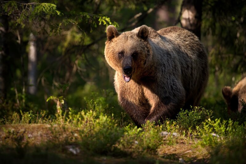 Brown Bear in Forest — Green, Dramatic