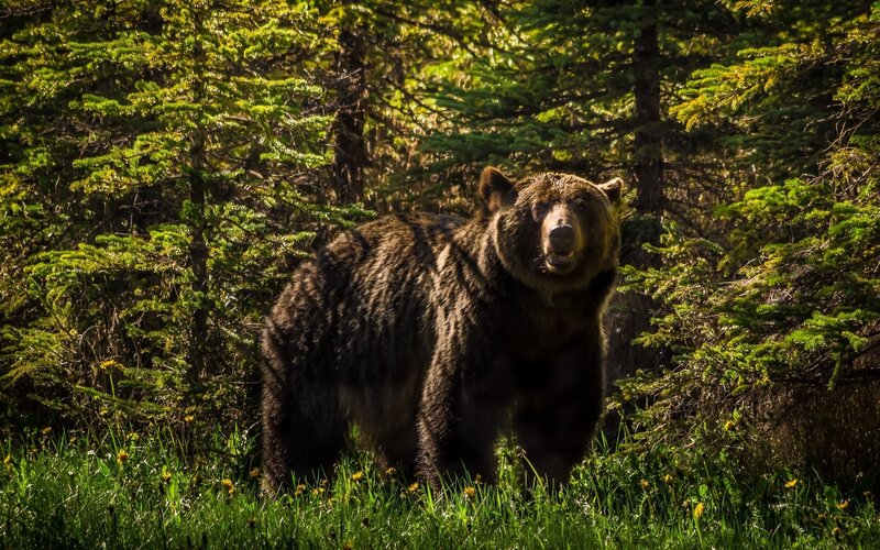 Brown Bear in Forest — Green, Natural, Afternoon, Photograph, Trees, Grass