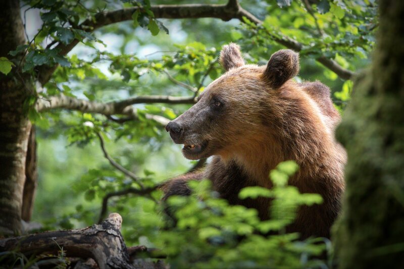 Brown Bear in Forest — Green, Natural, Afternoon, Photograph, Trees, Leaves