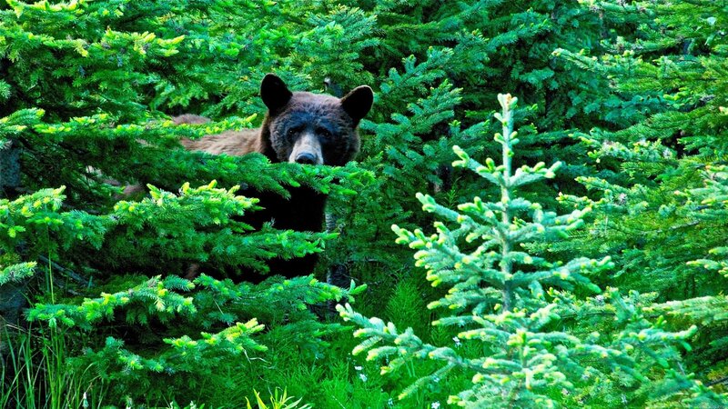 Brown Bear in Forest — Green, Natural, Afternoon, Photograph, Trees