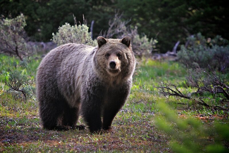 Brown Bear in Forest — Green, Natural, Afternoon