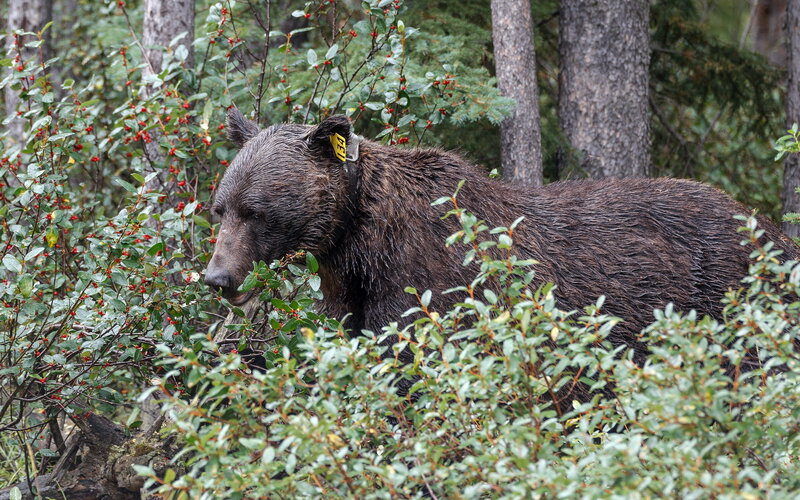 Brown Bear in Forest — Green, Natural, Photograph