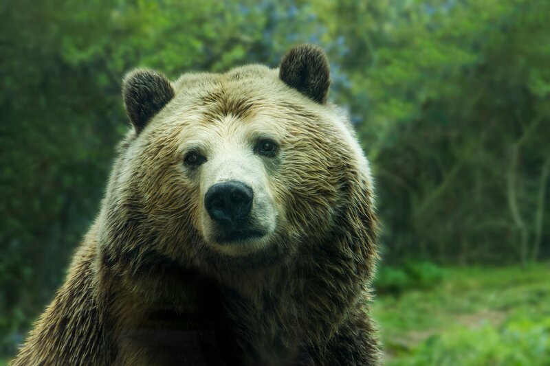 Brown Bear in Forest — Green, Natural, Photograph, Trees