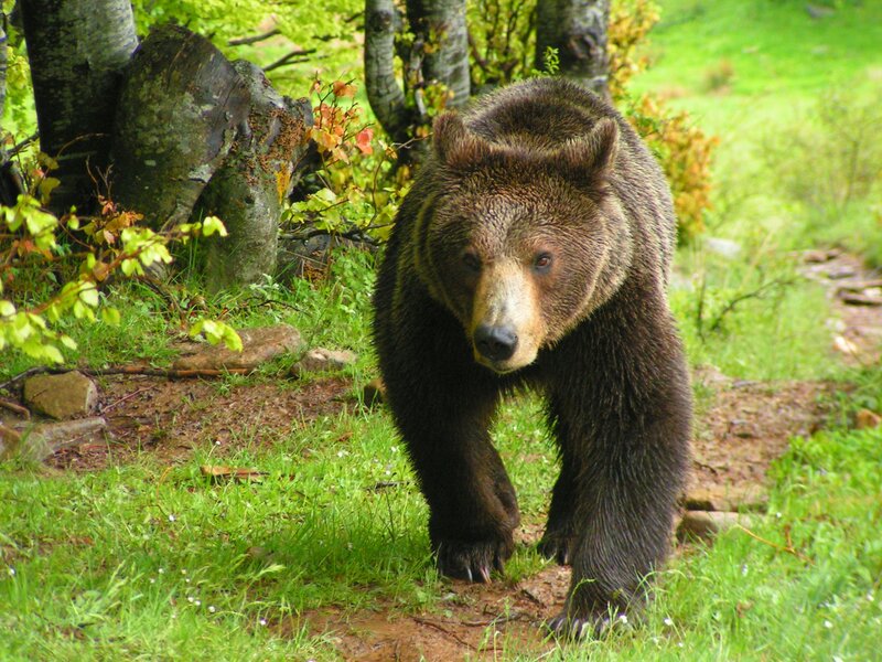 Brown Bear in Forest — Green, Natural, Summer