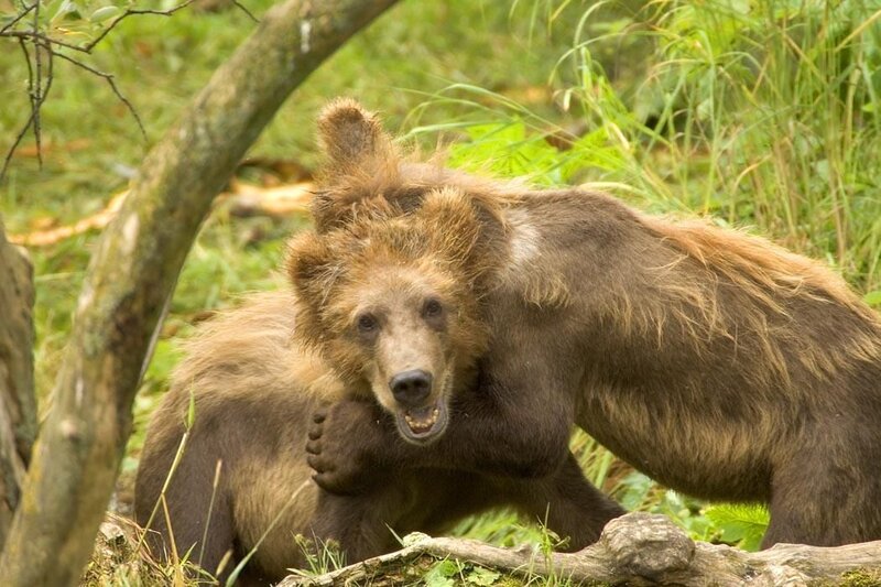 Brown Bear in Forest — Green, Natural