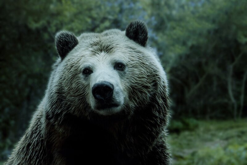 Brown Bear in Forest — Green, Serious