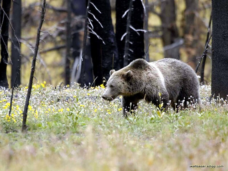 Brown Bear in Forest — Green