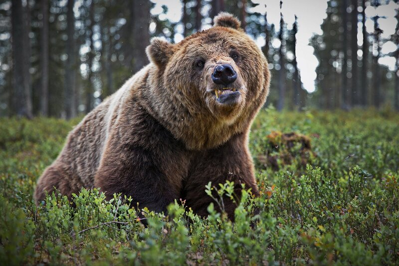 Brown Bear in Forest — Intense, Afternoon