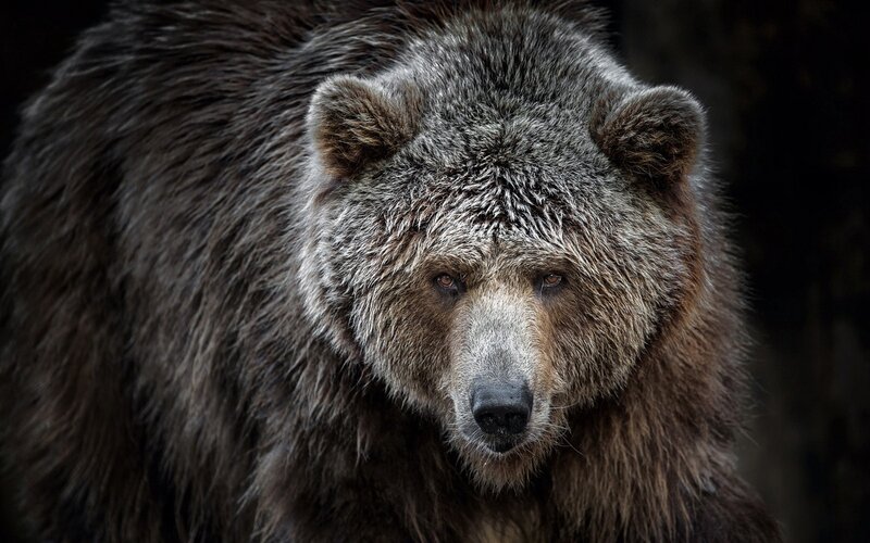 Brown Bear in Forest — Intense